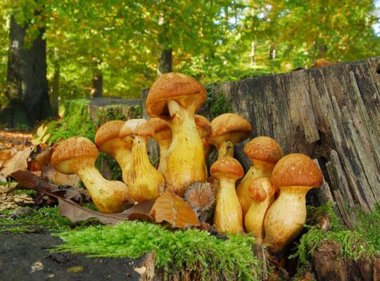 Gymnopilus_junonius003