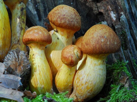 Gymnopilus_junonius004