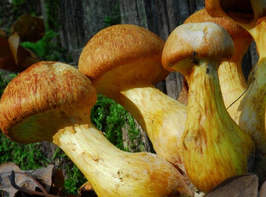 Gymnopilus_junonius005
