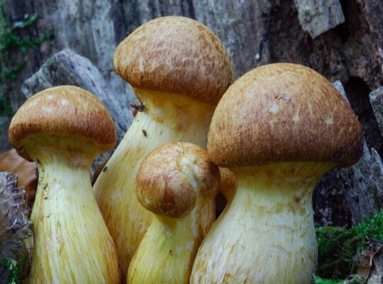 Gymnopilus_junonius006