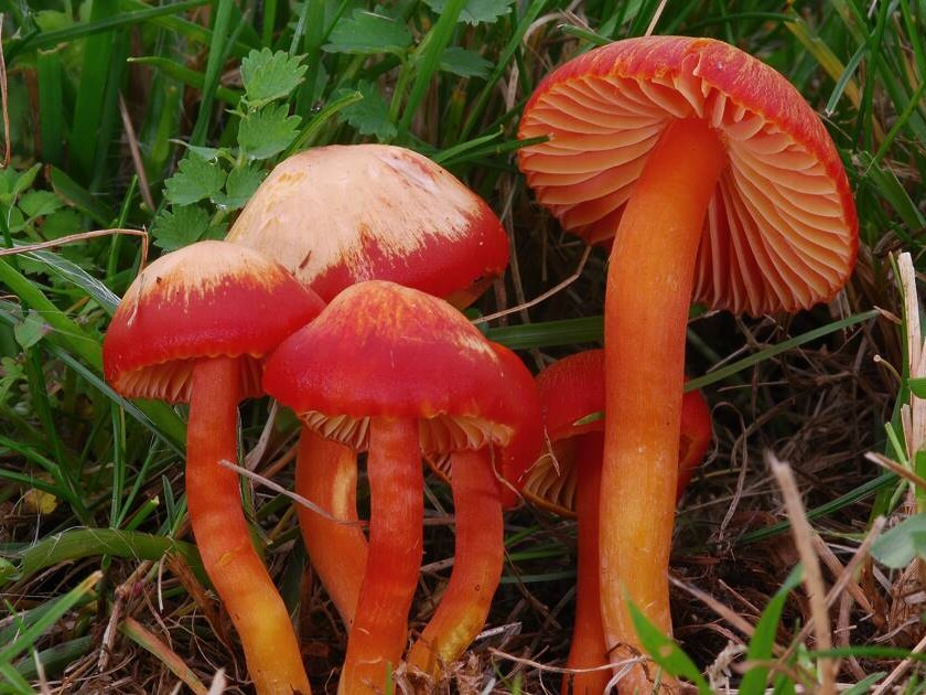 Hygrocybe_coccinea