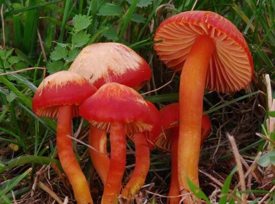 Hygrocybe_coccinea001