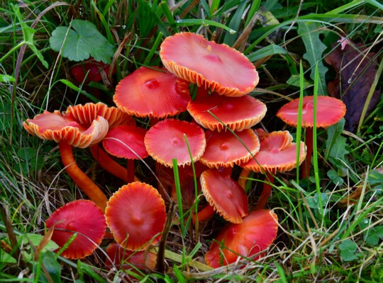 Hygrocybe_coccinea002