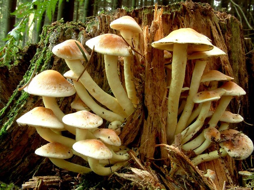 Hypholoma fasciculare - Grünblättriger Schwefelkopf