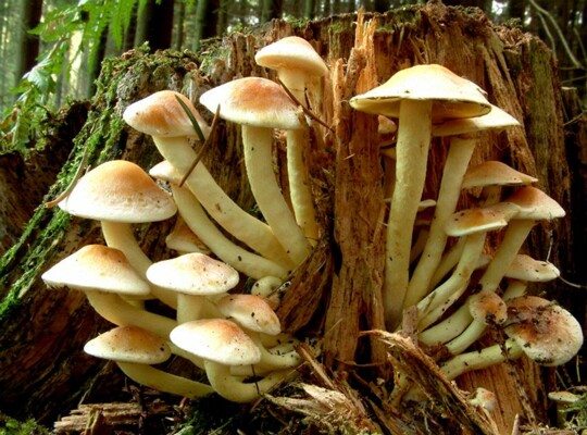 Hypholoma_fasciculare001 Hypholoma fasciculare - Grünblättriger Schwefelkopf ( Hudson 1778 : Fr.1821 )Kummer 1871