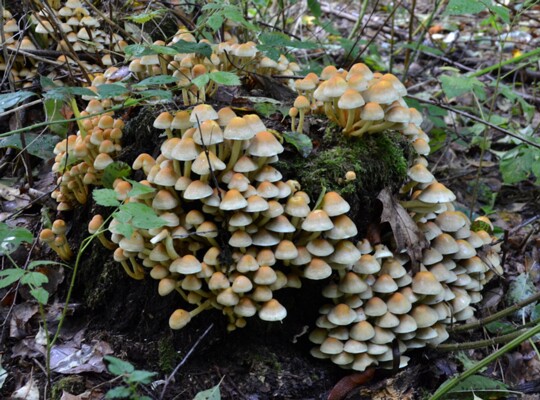 Hypholoma_fasciculare002 Hypholoma fasciculare - Grünblättriger Schwefelkopf ( Hudson 1778 : Fr.1821 )Kummer 1871