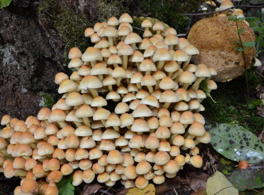 Hypholoma_fasciculare003 Hypholoma fasciculare - Grünblättriger Schwefelkopf ( Hudson 1778 : Fr.1821 )Kummer 1871