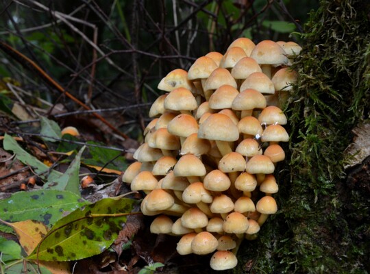 Hypholoma_fasciculare005 Hypholoma fasciculare - Grünblättriger Schwefelkopf ( Hudson 1778 : Fr.1821 )Kummer 1871