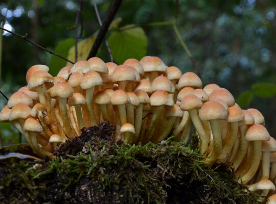 Hypholoma_fasciculare006 Hypholoma fasciculare - Grünblättriger Schwefelkopf ( Hudson 1778 : Fr.1821 )Kummer 1871
