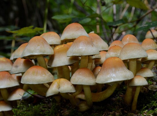 Hypholoma_fasciculare007 Hypholoma fasciculare - Grünblättriger Schwefelkopf ( Hudson 1778 : Fr.1821 )Kummer 1871