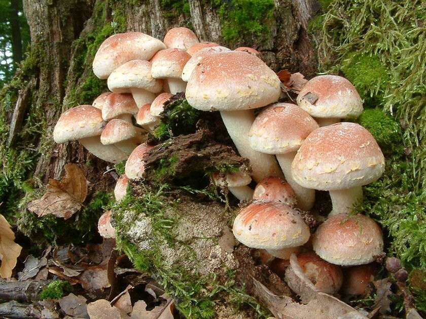 Hypholoma sublateritium - Ziegelroter Schwefelkopf