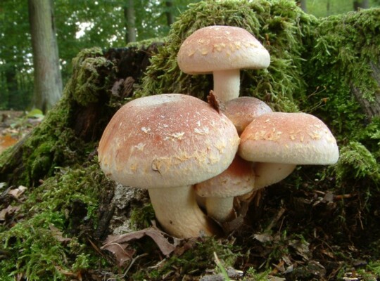 Hypholoma_sublateritium002