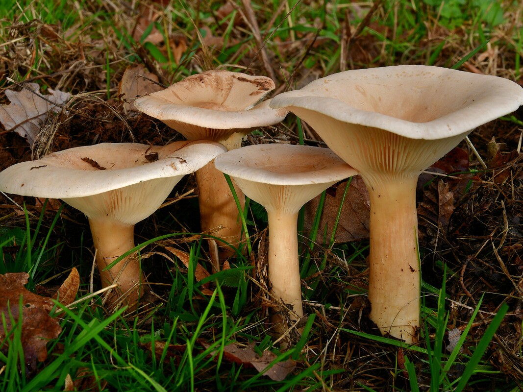 Infundibulicybe_geotropa