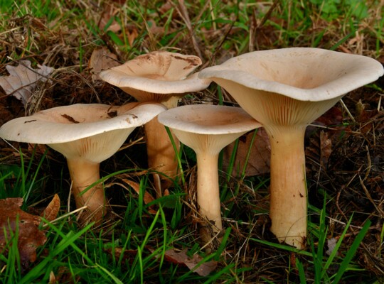 Infundibulicybe_geotropa Infundibulicybe geotropa - Mönchskopf (Bulliard ex DeCandolle) Harmaja Fundort: Bexbach/Saarland MTB: 6609/2