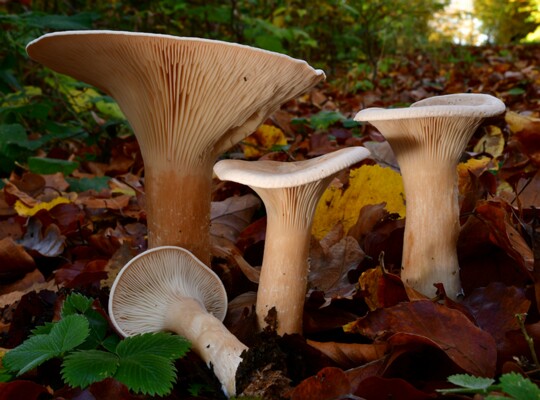 Infundibulicybe_geotropa002 Infundibulicybe geotropa - Mönchskopf (Bulliard ex DeCandolle) Harmaja Fundort: Nünschweiler/Rheinland Pfalz MTB: 6711/3