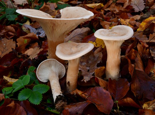 Infundibulicybe_geotropa003 Infundibulicybe geotropa - Mönchskopf (Bulliard ex DeCandolle) Harmaja Fundort: Nünschweiler/Rheinland Pfalz MTB: 6711/3