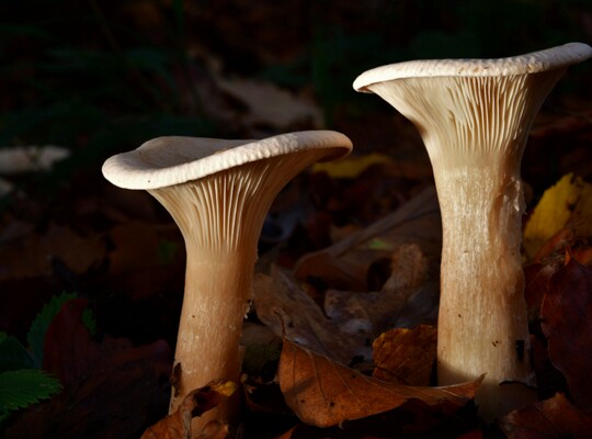 Infundibulicybe_geotropa005 Infundibulicybe geotropa - Mönchskopf (Bulliard ex DeCandolle) Harmaja Fundort: Nünschweiler/Rheinland Pfalz MTB: 6711/3