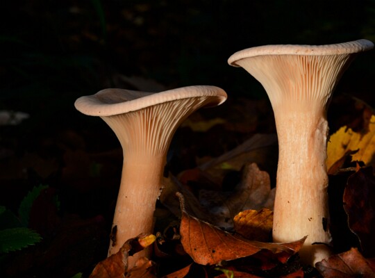 Infundibulicybe_geotropa006 Infundibulicybe geotropa - Mönchskopf (Bulliard ex DeCandolle) Harmaja Fundort: Nünschweiler/Rheinland Pfalz MTB: 6711/3