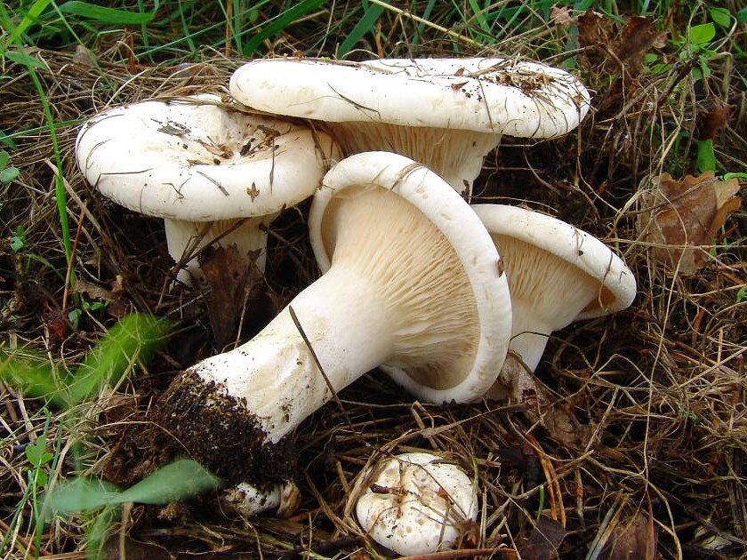 Leucopaxillus candidus