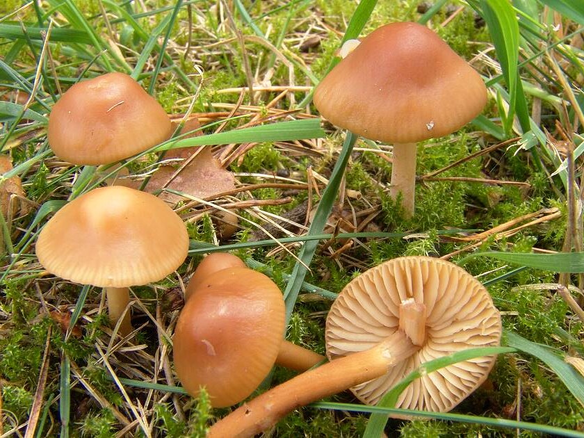 Marasmius oreades