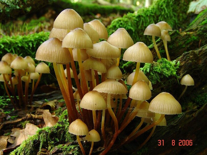 Mycena_inclinata