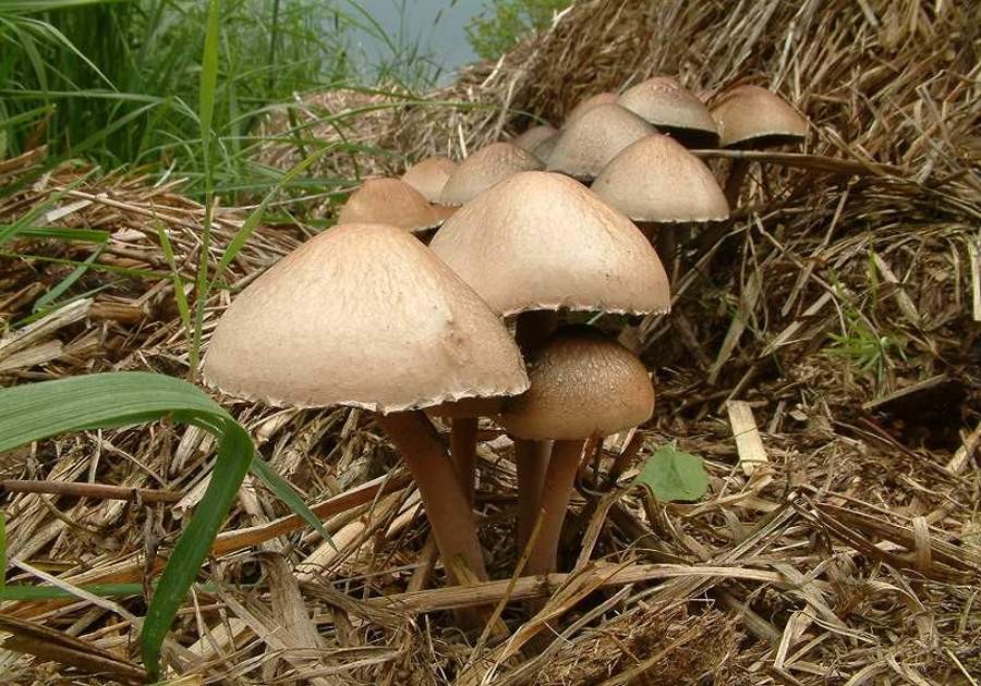 Panaeolus_papilionaceus001