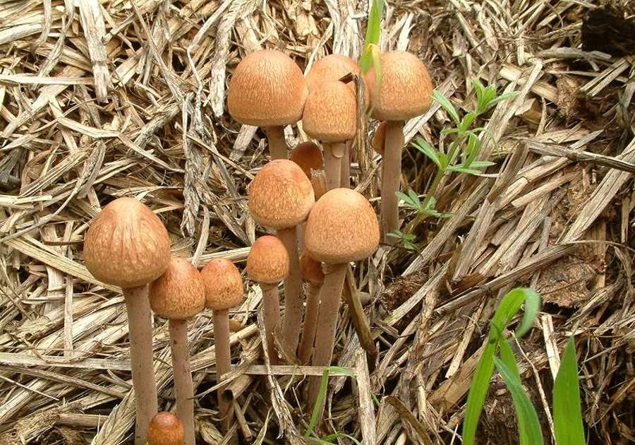 Panaeolus_papilionaceus002