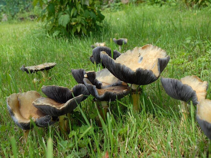 Stropharia_rugosoannulata