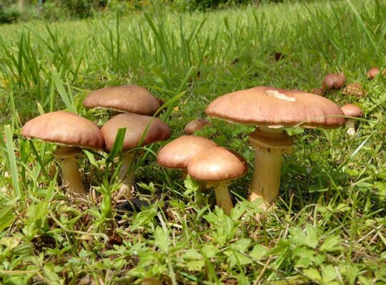 Stropharia_rugosoannulata001