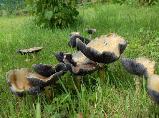 Stropharia_rugosoannulata002