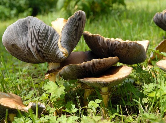 Stropharia_rugosoannulata003