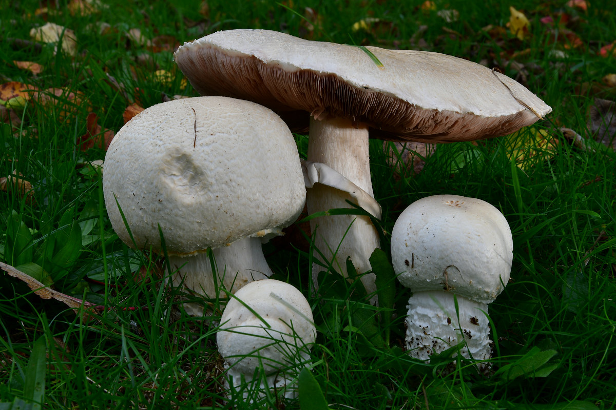 Agaricus urinascens.jpg -   Agaricus urinascens - Großsporiger Riesenchampignon     (Jul. Schäff. & F.H. Møller) Singer 1951,   Key Words: Basidiomycetes - Agaricales - Agaricaceae - Agaricus = Champignon    Saprobiont  - Vorkommen: auf  Streuobstwiesen, Wiesen, Weiden und an Waldrändern.   Gefährdung: Die Art kommt im Saarland wesentlich seltener vor als Agaricus campestris. Dennoch gilt sie als nicht gefährdet.  Bemerkungen: Der Großsporige Riesenchampignon kann Hutdurchmesser von über 30cm erreichen und ist damit eine der größten Champignonart.  Im Alter soll er nach Urin riechen, was ihm den Artnamen urinascens einbrachte.  Der Pilz gilt zwar als essbar, weißt aber eine  sehr hohen Gehalt an Cadmium auf.   Fundort: Bexbach/ Saarland  MTB: 6609/2  