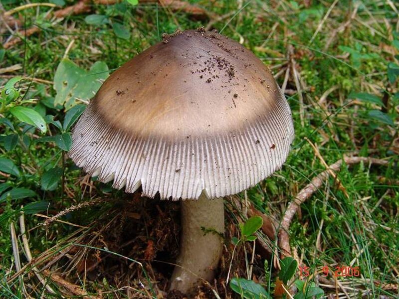 Amanita_battarrae Amanita battarrae - Zweifarbiger Scheidenstreifling, Verfärbender Scheidenstreifling ( Boudier 1902 ) Bon 1985 Key Words: Basidiomycetes - Agaricales - Amanitaceae - Amanita = Wulstling Mykorrhizapilz - Symbiosepartner: vorzugsweise Fichte und Tanne, seltener auch Buche und Eiche. Gefährdung: eine Gefährdung ist zur Zeit nicht erkennbar Bemerkungen: sehr ähnlich ist der Grauhäutige Scheidenstreifling ( Amanita submembranacea ). Er teilt sich oft mit der hier vorgestellten Art die Standorte. Aufgrund der zahlreich vorhandenen Spaerozysten im Velum bleiben auf dem Hut des Grauhäutigen Scheibenstreiflings meist Velumreste zurück. Amanita battarrae besitzt im Velum nur sehr wenige Sphaerozysten und ist Folge dessen auf dem Hut meist frei von Velumresten. Fundort: nähe Postmünster - Bayern