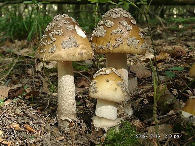 Amanita_ceciliae Amanita ceciliae - Riesen Scheidenstreifling, Doppelbescheideter Wulstling ( Berkeley et Broome ) Bas Key Words: Basidiomycetes - Agaricales - Amanitaceae - Amanita = Wulstling Mykorrhizapilz - Symbiosepartner: vorzugsweise Laubbäume wie Birke, Buche, Hainbuche. Seltener auch bei Nadelgehölzen wie Weisstanne und Fichte. Gefährdung: nicht häufig. Steht in einigen Bundesländern auf der Liste der gefährdeten Arten. Bemerkungen: die Art ist neben Amanita lividopallescens die größte und wohl auch schönste Scheidenstreiflingart. Die Größe, die Beschaffenheit der Stielbasis ( doppeltbescheidet ) und die groben, unregelmäßigen Velumreste auf dem Hut machen die Art in freier Natur leicht ansprechbar. Ähnlichkeit mit der hier vorgestellten Art kann Amanita lividophallescens der Ockergraue Riesenscheidenstreifling sein. Er ist aber wesentlich seltener und zeigt keine oder nur sehr selten Velumreste auf dem Hut. Fundort: Zweibrücken - Pfalz
