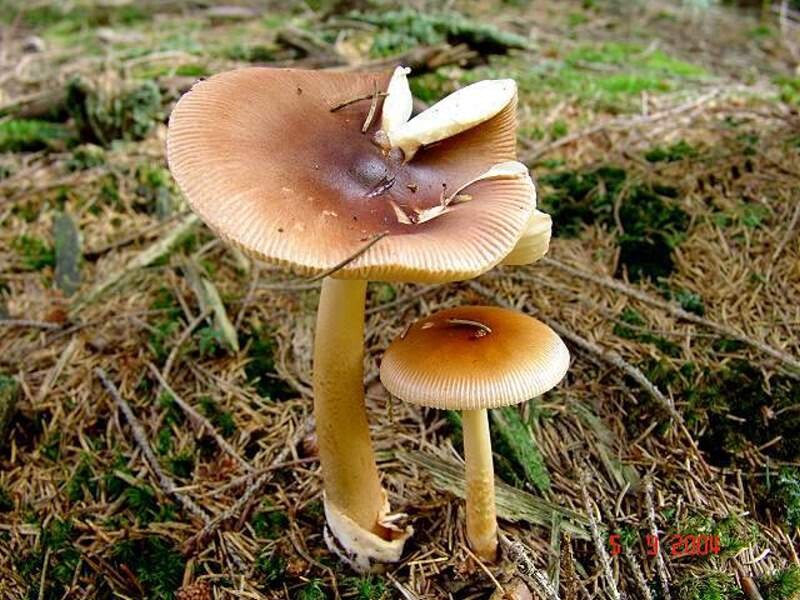 Amanita_fulva Amanita fulva - Rotbrauner Scheidenstreifling ( Schaeffer ) Fr. 1815 Key Words: Basidiomycetes - agaricales - Amanitaceae - Amanita = Wulstling Mykorrhizapilz - Symbiosepartner: vorwiegend Fichte. Aber auch bei Kiefe, Buche, Eiche und Birke. Gefährdung: nicht gefährdet Bemerkungen: Ähnlich ist Amanita crocea. Sie weist aber einen deutlich genatterten Stiel auf und zeigt einen deutlichen Hang zur Birke als Symbiosepartner. Fundort: Weißkirchen - Saarland