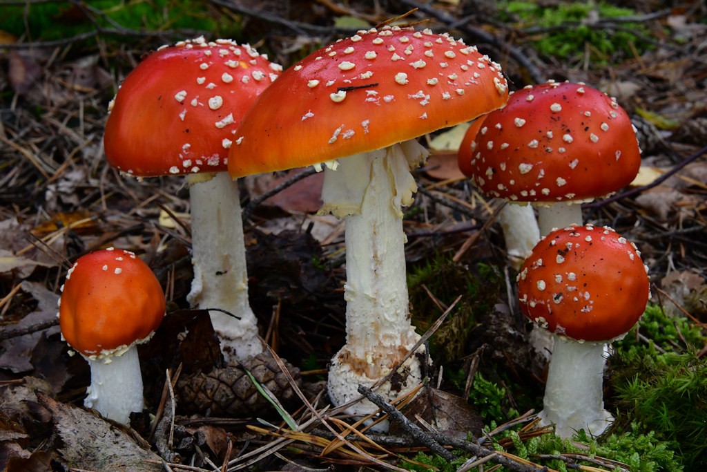 Amanita_muscaria Amanita muscaria - Fliegenpilz ( L. 1753 ) Pers. 1797 Key Words: Basidiomycetes - Agaricales - Amanitaceae - Amanita = Wulstling Mykorrhizapilz - Symbiosepartner: Fichte, Kiefer, Birke. Seltener auch andere Laubbäume Gefährdung: häufig und nicht gefährdet Bemerkungen: wohl der bekannteste Pilz überhaupt. Seine Giftigkeit wird oft maßlos überschätzt. Dieser Tatsache ist es wohl zu verdanken , das er sehr oft Opfer von ahnungslosen Spaziergängern und Speisepilzsammlern wird. Alljährlich zeugen zahllose zertretene Fruchtkörper von diesem Vandalismus. weitere Bilder von Amanita muscaria - bitte hier anklicken Fundort: Bexbach - Saarland