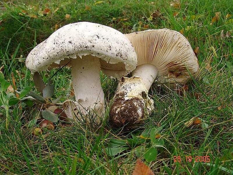 Amanita_ovoidea Amanita ovoidea - Eierwulstling ( Bulliard 1788 ) Link 1833 Key Words: Basidiomycetes - Agaricales - Amanitaceae - Amanita = Wulstling Mykorrhizapilz - Symbiosepartner: Eiche. Gefunden bei Steineiche. Gefährdung: aus der Bundesrepublik Deutschland liegen bisher nur wenige Fundmeldungen vor. Bei uns ist er als stark gefährdet anzusehen. Bemerkungen: Diese wärmeliebende Amanita gilt im mediteranen Raum als essbar hat aber in Amanita proxima einen giftigen Doppelgänger. Fundort: bei Castell de Cabres - Spanien