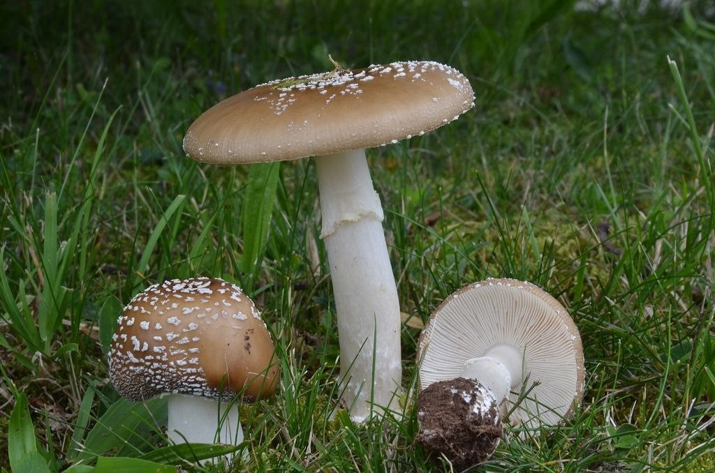 Amanita_pantherina Amanita pantherina - Pantherpilz ( DeCandolle 1818 : Fr.1821) Krombholz 1836 Key Words: Basidiomycetes - Agaricales - Amanitaceae - Amanita = Wulstling Mykorrhizapilz - Symbiosepartner: Fichte, Kiefer, Tanne, Buche, Hainbuche, Eiche, Birke Gefährdung: verbreitet und nicht gefährdet Bemerkungen: der Pantherpilz wird von unerfahrenen Speisepilzsammlern des öfteren mit dem Perlpilz ( Amanita rubescens ) verwechselt, und hat schon schwere Pilzintoxikationen ausgelöst. Wer Perlpilze zu Speisezwecken sammelt sollte sich unbedingt mit den Merkmalen von A. pantherina vertraut machen. weitere Bilder von Amanita pantherina - bitte hier anklicken Fundort: Bexbach- Saarland MTB: 6609/2