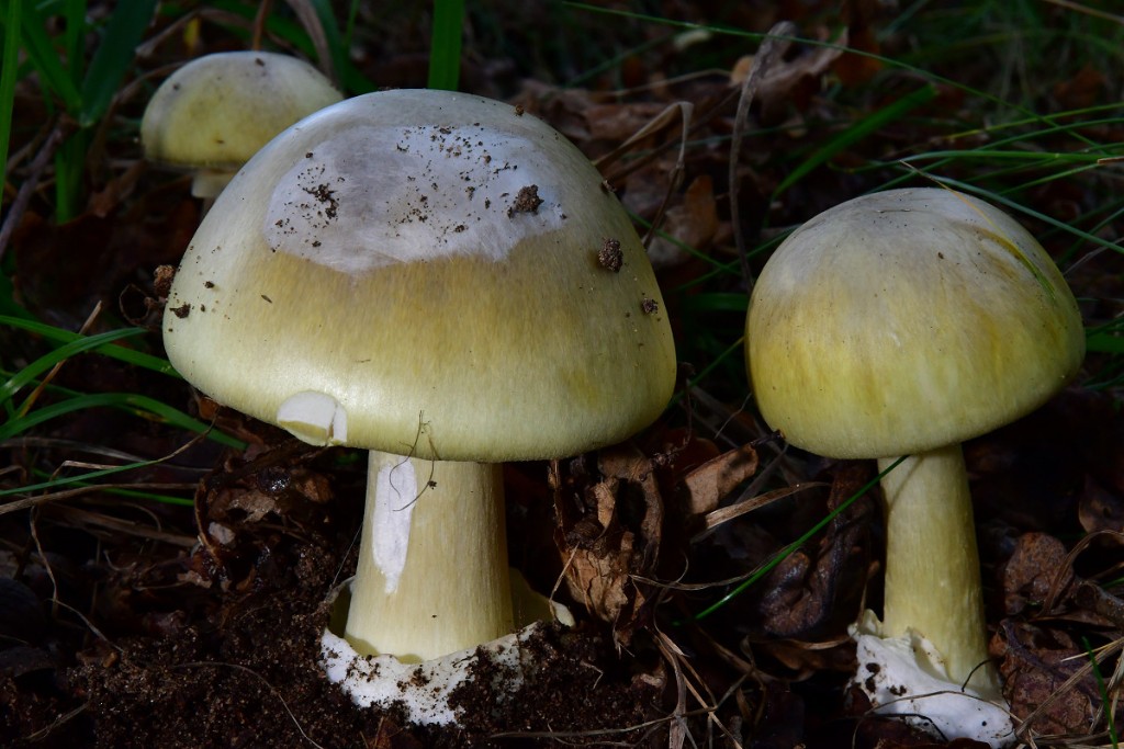 Amanita phalloides.jpg -   Amanita phalloides - Grüner Knollblätterpilz     ( Fr. 1821 ) Link 1833    Klassifikation: Fungi, Dikarya, Basidiomycota, Agaricomycotina, Agaricomycetes, Agaricomycetidae, Agaricales, Amanitaceae, Amanita   Mykorrhizapilz  - Symbiosepartner: hauptsächlich bei Eiche und Buche. Seltener auch im Nadelwald.  Gefährdung: Verbreitet und nicht gefährdet.  Bemerkungen: Amanita phalloides ist wohl einer der giftigsten Pilze überhaupt. Vor allen der Gehalt an verschiedenen Amatoxinen macht ihn so gefährlich. Die tödliche Dosis ist für einen erwachsenen Menschen bereits in 30 - 50gr. Frischpilz enthalten. Amatoxine sind sogenannte zyklische Peptide, die in der Lage sind, das Ablesen der in den Zellkernen gespeicherten Erbinformationen zu unterbinden. Wird diese Grundfunktion des Lebens durch die Amanitine unterbunden, versiegt der Nachschub an lebeswichtigen, stoffwechsel aufrechterhaltenden Enzymen. Die recht stoffwechselaktive Leber ist vom fehlenden Nachschub dieser Enzyme an ehesten betroffen. Unbehandelt stirbt der Vergiftete nach wenigen Tagen im Leberkoma.  Jeder Pilzsammler sollte sich die die Mühe machen die tödlich giftigen Knollenblätterpilzarten genauestens kennenzulernen. Die immer wiederkehrenden  Verwechlungen weißhütiger Knollenblätterpilze mit Champignons, macht dies dringend erforderlich. Genaue Kenntnis der tödlichen Amaniten schützt eben auch vor Vergiftungen.   Pilz des Jahres 2019     weitere Bilder von Amanita phalloides - bitte hier anklicken    Fundort: Bexbach/ Saarland  