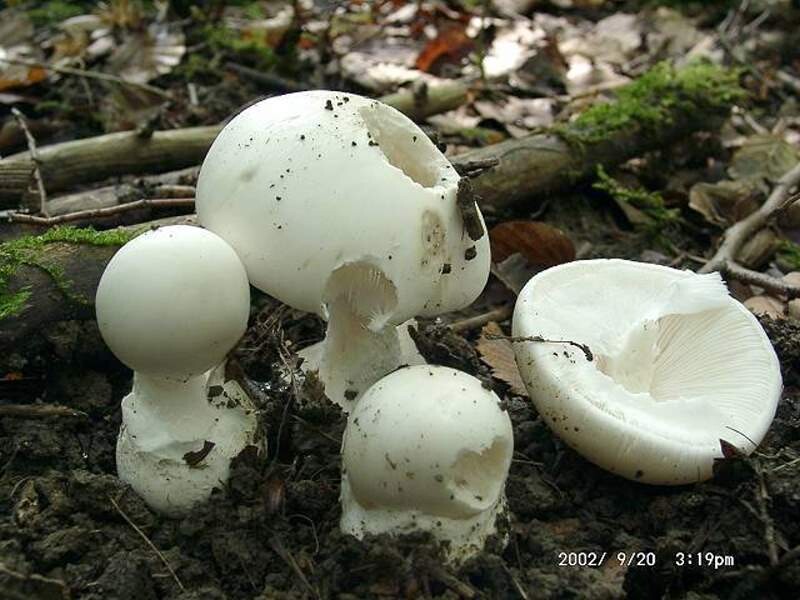 Amanita_phalloides_var.alba Amanita phalloides var. alba - Grüner Knöllenblätterpilz ( Weiße Form ) ( Fr. 1821 ) Link 1833 Key Words: Basidiomycetes - Agaricales - Amanitaceae - Amanita = Wulstling Mykorrhizapilz - Symbiosepartner: besonders Eiche Gefährdung: recht selten. Über einen Eintrag in die roten Listen ist mir derzeit nichts bekannt. Bemerkungen: im Habitus ist diese weiße Varietät nicht von der Typusart zu unterscheiden. Auch in der Giftigkeit steht sie A. phalloides in nichts nach. Vor Verwechlungen mit essbaren Champignons muß hier eindringlich gewarnt werden. Vor allen Dingen ist die lappig abstehende Volva der Stielbasis und die stets reinweiß bleibenden Lamellen zu beachten. Fundort: Zweibrücken - Pfalz
