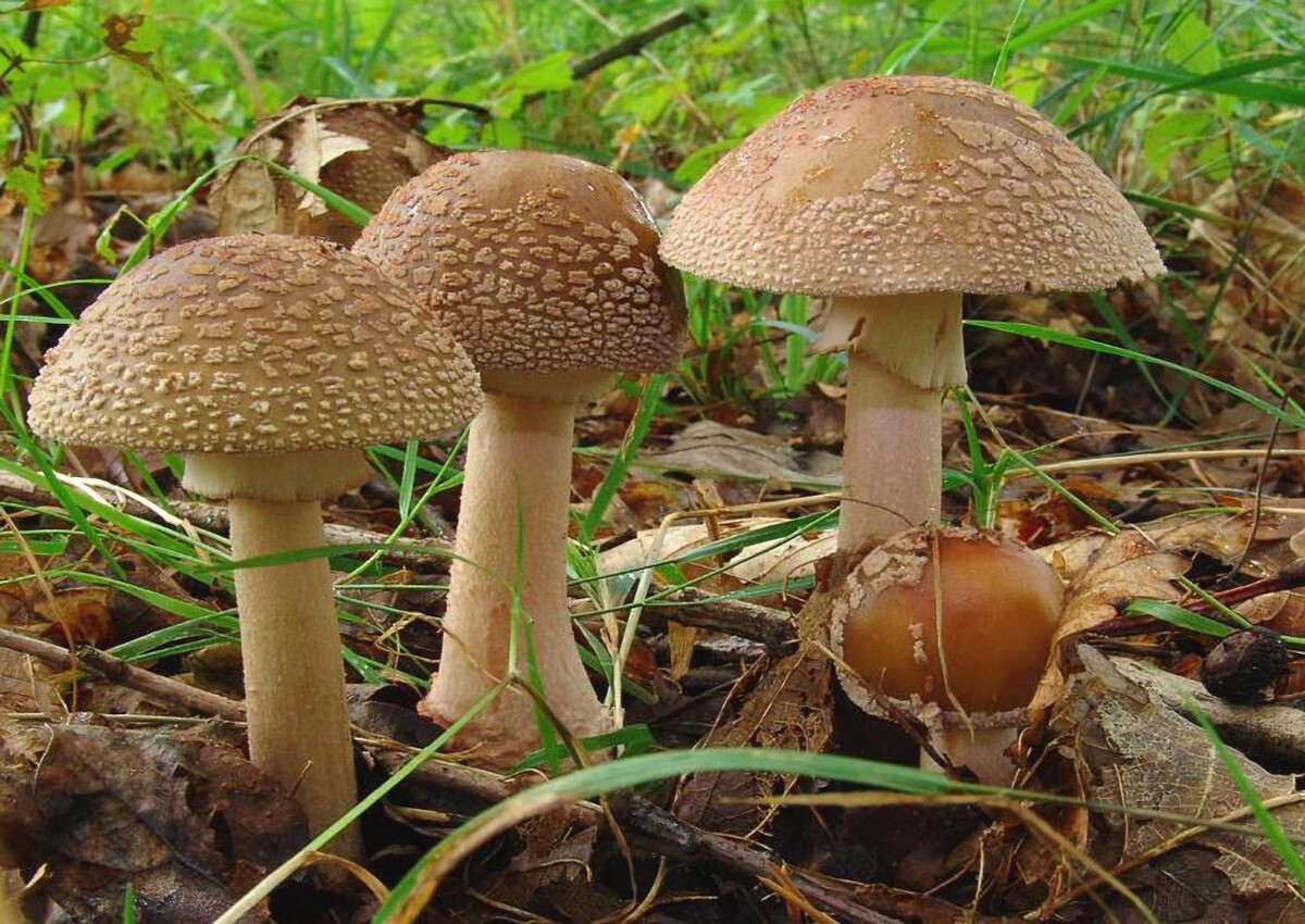 Amanita_rubescens Amanita rubescens - Perlpilz ( Pers. 1797 : Fr. 1821 ) Gray Key Words: Basidiomycetes - Agaricales - Amanitaceae - Amanita = Wulstling Mykorrhizapilz - Symbiosepartner: verschiedene Laub und Nadelbäume wie Fichte, Kiefer und Buche. Gefährdung: weit verbreitet und nicht gefährdet Bemerkungen: der Perlpilz ist der klassische Doppelgänger des giftigen Pantherpilzes. Im Gegensatz zu ihm zeigt er aber immer irgendwo rötliche Farben. Auch ist der im oberen Stieldrittel sitzende Ring stets gerieft. Der ungeriefte Ring des Pantherpilzes sitzt recht tief in der Stielmitte. Die Stielbasen ( Knollen ) beider Arten besitzen ebenfalls wichtige Bestimmungsmerkmale, die man sich unbedingt einprägen sollte. weitere Bilder von Amanita rubescens - bitte hier anklicken Fundort: Bexbach - Saarland