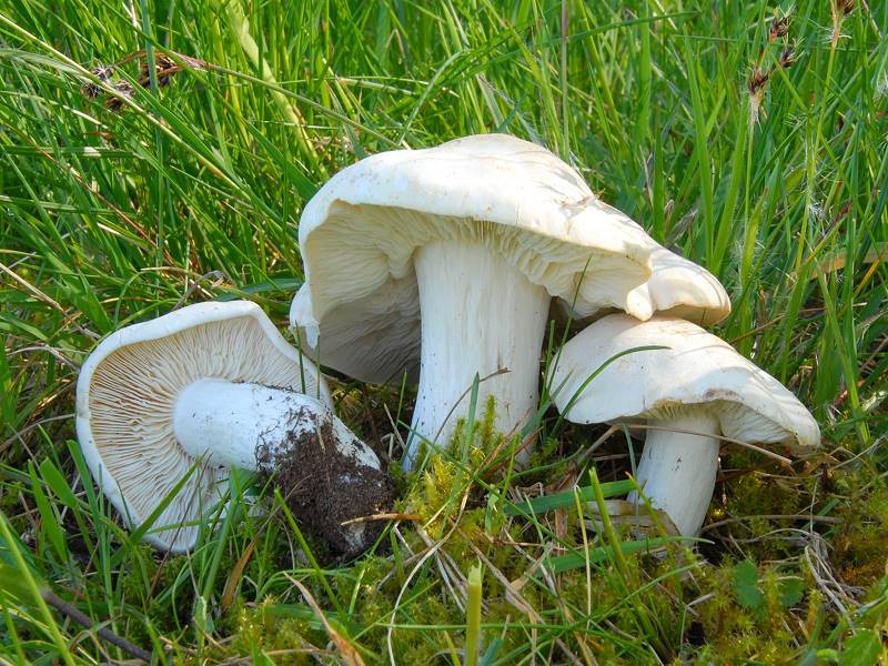 Calocybe_gambosa Calocybe gambosa - Mai Schönkopf ( Fr. 1821 ) Singer 1851 Key Words: Basidiomycetes - Agaricales - Tricholomataceae - Calocybe = Schönkopf Saprobiont - Vorkommen: Laub.- und Nadelwälder, in Parkanlagen und Sreuobstwiesen. Bevorzugt bessere Böden. Gefährdung: bundesweit nicht gefährdet Bemerkungen: möglicherweise ist der Pilz in der Lage unter gewissen Umständen eine Lebensgemeinschaft mit verschiedenen Laubgehölzen einzugehen. Vom Maipilz gibt es einige Farbvarietäten, die aber alle den intensiven Mehlgeruch und Geschmack aufweisen. Fundort: Bexbach - Saarland