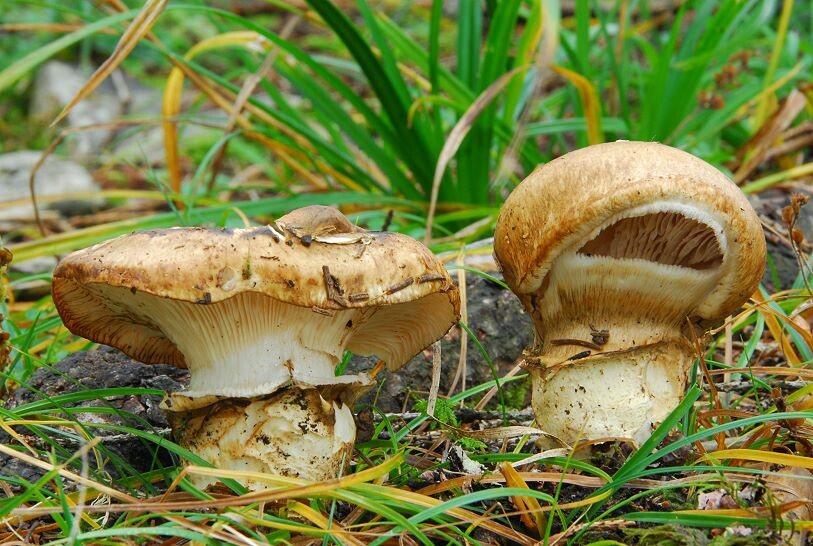 Catathelasma_imperiale Catathelasma imperiale - Wurzelmöhrling ( Quélet 1872 ) Singer 1840 Key Words: Basidiomycetes - Agaricales - Tricholomataceae - Catathelasma = Möhrling Mykorrhizapilz - Symbiosepartner: vorzugsweise Fichte über kalkhaltigen Böden, seltener auch bei Kiefer oder Tanne. Gefährdung: die Art zeigt schon seit geraumer Zeit eine deutliche Rückgangstendenz. Viele Standorte in Bayern, Baden Württemberg und dem Saarland gelten heute als erloschen. Die noch vorhandenen Bestände gelten überall als stark gefährdet bzw. als vom Aussterben bedroht. Bemerkungen: der Wurzelmöhrling ist durch seine Grösse, den doppelt beringten Stiel und die herablaufenden Lamellen gut gekennzeichnet. Auch der deutliche Mehlgeruch und Geschmack sind charakteristisch. Fundort: Prenovel ( französisches Jura )