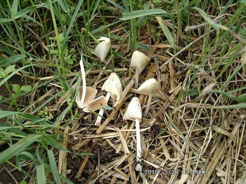 Conocybe_lactea Conocybe lactea - Milchweisses Samthäubchen ( Lange 1940 ) Métrot 1940 Key Words: Basidiomycetes - Agaricales - Bolbitiaceae - Conocybe = Samthäubchen Saprobiont - Vorkommen: Wiesen, Weiden Gefährdungsgrad: Gefährdung nicht bekannt Anmerkungen: C.lactea ist die einzige weiße Conocybeart. Sie wird von M.Bon zur Gattung Bolbitius ( Mistpilze ) gestellt. Fundort: Bexbach - Saarland