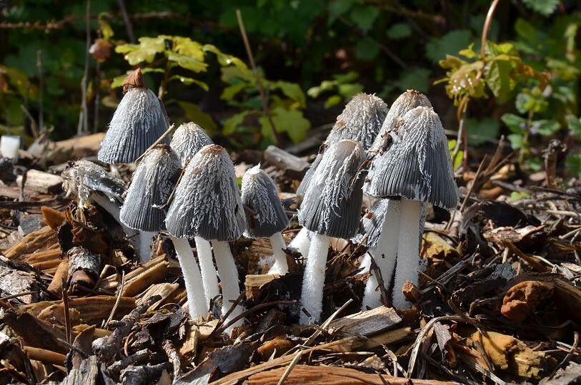 Coprinopsis_lagopus Coprinopsis lagopus - Hasenpfote (Fr.) Redhead, Vilgalys & Moncalvo 2001 Klasse : Agaricomycetes - Unterklasse : Agaricomycetidae - Ordnung : Agaricales - Familie : Psathyrellaceae - Gattung : Coprinopsis = Tintlinge Saprobiont - Vorkommen: an Wegrändern, auf Erde oder Laubstreu. Besonders gerne auf Holzschnitzeln. Gefährdung: die Art ist weit verbreitet. Eine Gefährdung besteht derzeit nicht. Bemerkungen: Copriopsis lagopus wird auf Holzschnitzeln gößer und kräftiger als auf anderen Substraten. Das könnte zu Verwechslung mit anderen Tintlingen ähnlichen Aussehens führen. Allen voran sei hier der Struppige Tintling ( Coprinopsis cinerea ) genannt. Er kommt aber auf anderen Substraten wie frischen Misthaufen, Stroh, Heu etc. vor. Solltet ihr euch mit Hilfe des Links zu Google Maps ( Karte anzeigen ) den Standort mit der Satelittenansicht anschauen werdet ihr an der Fundstelle ein kleines Wäldchen sehen. Es wurde in 2011 gerodet, an seiner Stelle ist jetzt nur noch Buschweg und jede Menge Holzschnitzel anzutreffen. weitere Bilder von Coprinopsis lagopus - bitte hier anklicken Fundort: Bexbach - Saarland ( Saarpfalzpark - MTB 6609/2 )