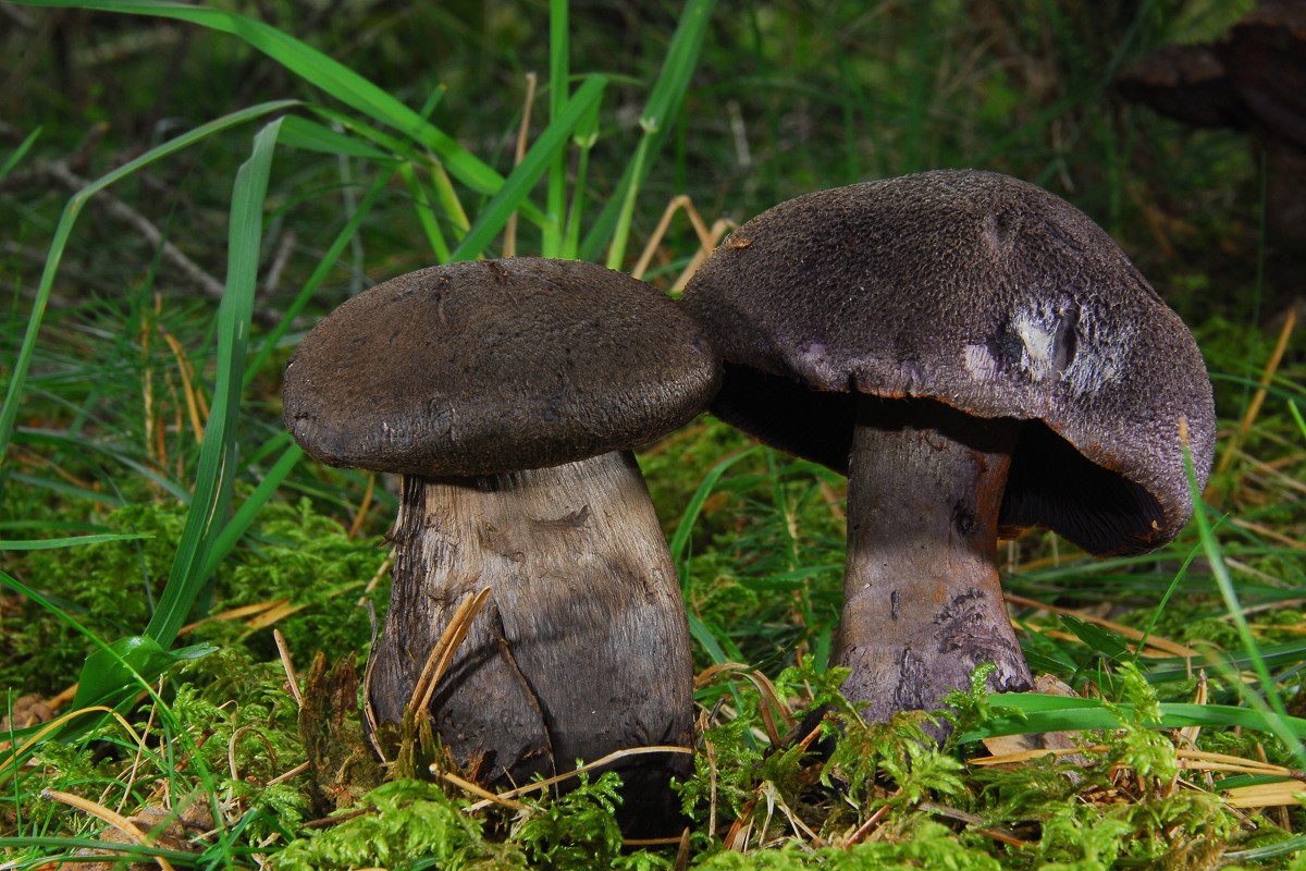 Cortinarius_ hercynicus Cortinarius hercynicus - Dunkelvioletter Nadelwald Schleierling ( Pers. 1794 ) M.M. Moser 1967 Klassifikation: Fungi, Dikarya, Basidiomycota, Agaricomycotina, Agaricomycetes, Agaricomycetidae, Agaricales, Cortinariaceae, Cortinarius Mykorrhizapilz - Symbiosepartner: Nadelbäume, vorzugsweise Fichte Gefährdung: verbreitet und nicht gefährdet Bemerkungen: die Art wird als Nadelwaldform von Cortinarius violaceus angesehen. Je nach Autor wird sie nur im Subspezies oder Varietätsrang geführt. Krieglsteiner, Gminder unterscheiden nicht zwischen C. violaceus und C. hercynicus. Im Index fungorum wird Cortinarius hercynicus als eigenständige Art geführt. Fundort: nähe Ehingen. Genauer Fundort unbekannt.