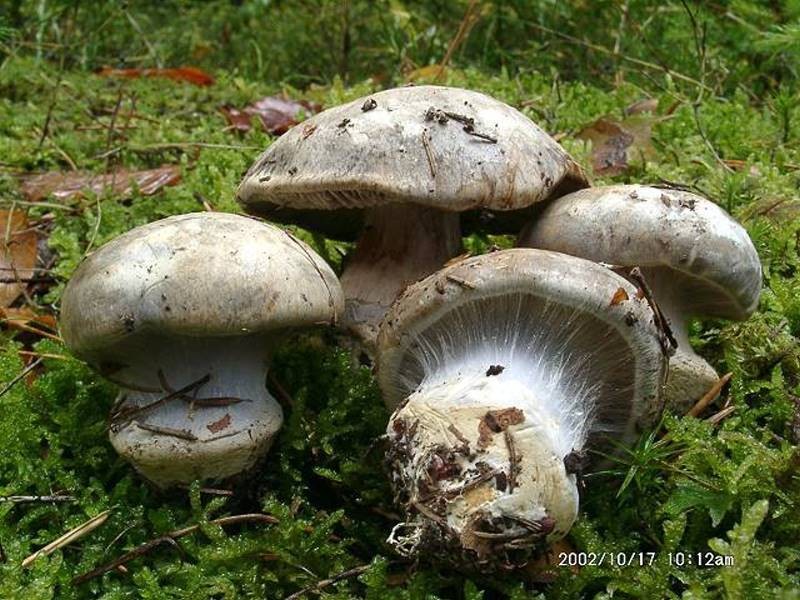 Cortinarius_caesiocanescens Cortinarius caesiocanescens - Violettgrauer Klumpfuss ( Moser 1951 ) Moser 1952 Klassifikation: Fungi, Dikarya, Basidiomycota, Agaricomycotina, Agaricomycetes, Agaricomycetidae, Agaricales, Cortinariaceae, Cortinarius Mykorrhizapilz - Symbiosepartner: bevorzugt Nadelbäume wie Fichte und Kiefer über Kalk. Kommt selterner auch im Laubwald vor. Gefährdung: die Art ist in Deutschland sehr selten und nur in Baden - Württemberg und Bayern anzutreffen. Ob eine Eintrag in die roten Listen der genannten Bundesländer vorliegt ist mir nicht bekannt. Bemerkungen: durch seine schmutzig grauen Hutfarben und den in jungem Zustand hell bis grau blau gefärbten Lamellen recht gut kenntlich. Fundort: Flözlingen - Baden Württemberg