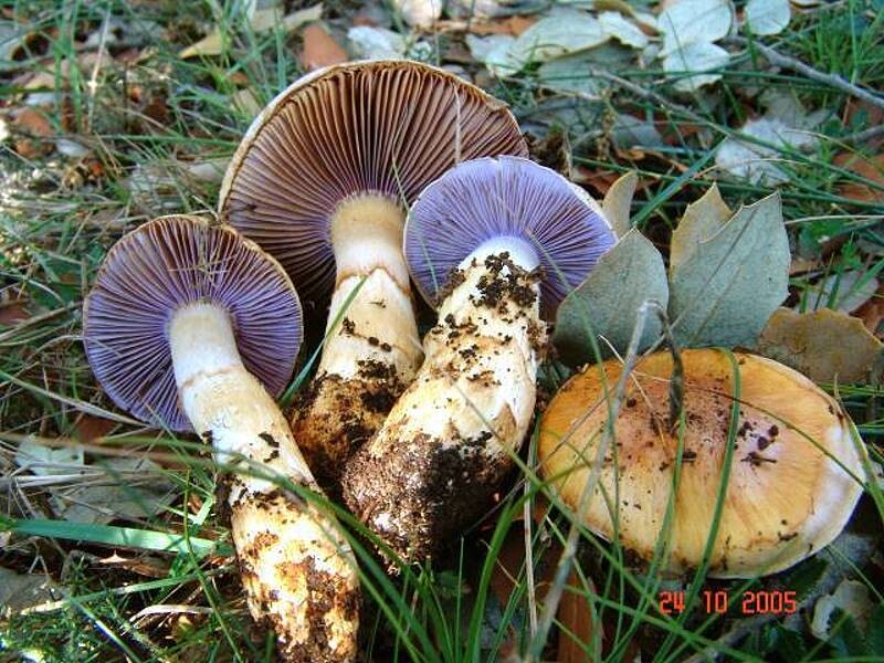 Cortinarius_caligatus Cortinarius caligatus - Ockergestiefelter Schleimkopf Malencon 1970 Key Words: Basidiomycetes - Agaricales - Cortinariaceae - Cortinarius = Haarschleierling Mykorrhizapilz - Symbiosepartner: Steineiche Gefährdung: im Mittelmeerraum gebietsweise häufig und nicht ghefährdet. In Deutschland unbekannt. Bemerkungen: ein mediterraner Schleimkopf mit jung auffällig blauen Lamellen. Er könnte mit dem uns bekannten gelbgestiefelten Schleimkopf ( Cortinarius triumphans ) verwechelt werden. Fundort: bei Villafranca - Spanien
