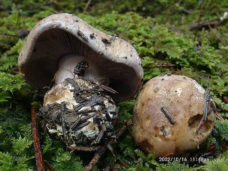 Cortinarius_dibaphus Cortinarius dipaphus - Bunter Klumpfuss Fr.1838 Klassifikation: Fungi, Dikarya, Basidiomycota, Agaricomycotina, Agaricomycetes, Agaricomycetidae, Agaricales, Cortinariaceae, Cortinarius Mykorrhizapilz - Symbiosepartner: Laub und Nadelbäume. Gefunden bei Weisstanne auf kalkhaltigem Boden. Gefährdung: sehr selten. Ob er Eingang in die roten Listen verschiedener Bundesländer gefunden hat, ist mir nicht bekannt. Bemerkungen: geht man vom Verbreitungsatlas der Großpilze Deutschlands aus , ist dieser hübsche Schleierling bisher nur in Baden - Württemberg und in Bayern nachgewiesen. Fundort: Flözlingen - Baden Württemberg