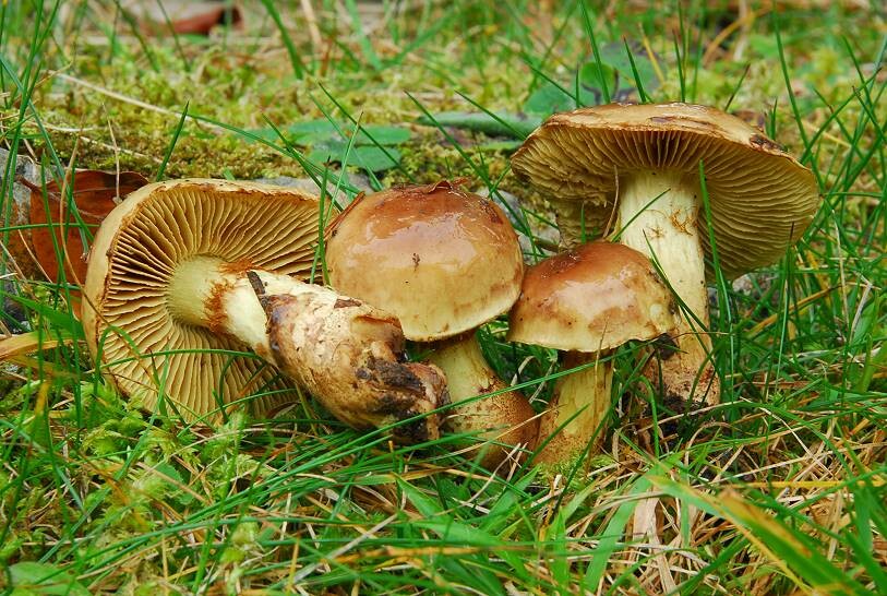 Cortinarius_nanceiensis Cortinarius nanceiensis - Gelbflockiger Schleimkopf Maire 1911 Key Words: Basidiomycetes - Agaricales - Cortinariaceae - Cortinarius = Haarschleierling Mykorrhizapilz - Symbiosepartner: vorzugsweise Weisstanne aber auch bei verschiedenen Laubhölzern wie Eiche, Buche, Hainbuche, Hasel und Linde. Gefährdung: häufige, nicht gefährdete Art Bemerkungen: der Gelbflockige Schleimkopf ist eine gesellig wachsende Art die auch des öfteren in großen Kreisen anzutreffen ist. Cortinarius musscivus steht der hier vorgestellten Art sehr nahe. Sie kommt bei Fichte, Kiefer vor und unterscheidet sich durch eine mehr keulige Stielbasis, stärkerem Olivton und einen unangenehmen muffig, erdartigen Geruch. Fundort: bei Prenovel - französisches Jura